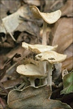 Gymnopus confluens image