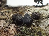 Triblidium caliciforme image