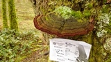 Phellinus gilbertsonii image