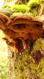 Phellinus gilbertsonii image