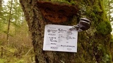 Phellinus gilbertsonii image