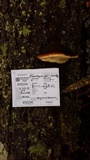 Fomitopsis mounceae image