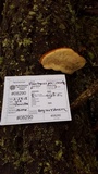 Fomitopsis mounceae image