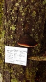 Fomitopsis mounceae image