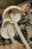 Gymnopus confluens image