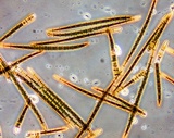 Trichoglossum hirsutum image