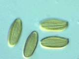Boletellus emodensis image