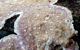 Skeletocutis lilacina image