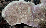 Skeletocutis lilacina image