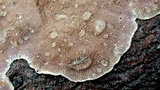 Skeletocutis lilacina image
