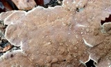 Skeletocutis lilacina image