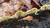 Skeletocutis lilacina image
