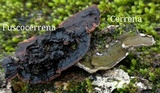 Fuscocerrena portoricensis image