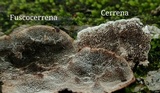 Cerrena unicolor image