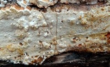 Neoantrodia serialiformis image