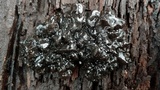 Exidia nigricans image