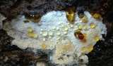 Oxyporus latemarginatus image