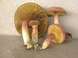 Phylloporus scabripes image