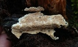 Trametes villosa image