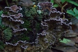 Chondrostereum purpureum image