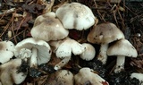 Pluteus petasatus image