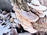 Bjerkandera adusta image