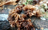 Phaeotremella frondosa image