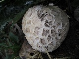 Mycenastrum corium image