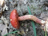 Butyriboletus frostii image