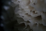 Hydnopolyporus fimbriatus image