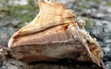 Bjerkandera fumosa image