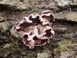 Chondrostereum purpureum image
