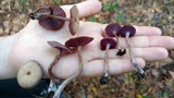 Laccaria amethystina image
