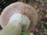 Cortinarius caperatus image