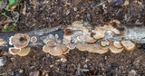 Steccherinum subrawakense image