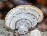 Steccherinum subrawakense image