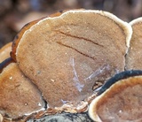 Steccherinum subrawakense image