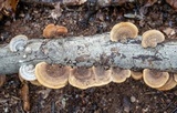 Steccherinum subrawakense image