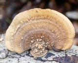 Steccherinum subrawakense image