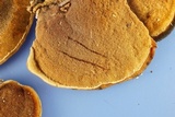Steccherinum subrawakense image