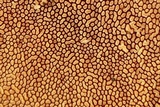 Steccherinum subrawakense image