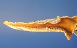 Steccherinum subrawakense image