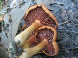 Cortinarius semisanguineus image