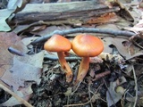 Cortinarius semisanguineus image
