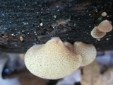 Crepidotus mollis image