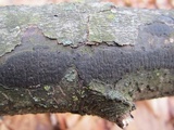 Diatrype stigma image