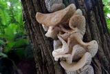 Auricularia delicata image