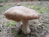 Entoloma sinuatum image