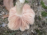 Entoloma sinuatum image
