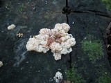 Ductifera pululahuana image